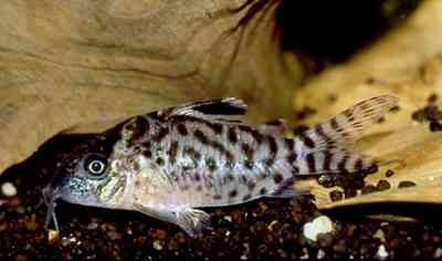 Corydoras sp. C09